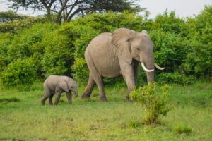 britain rewilding