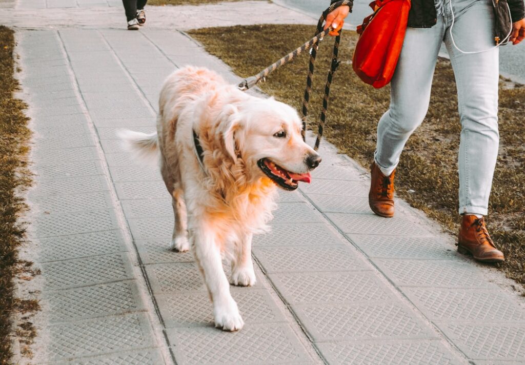 The Hidden Cost of Cheap Pet Sitting pet sitting costs