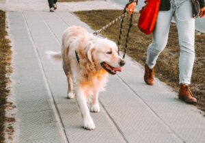 The Hidden Cost of Cheap Pet Sitting pet sitting costs