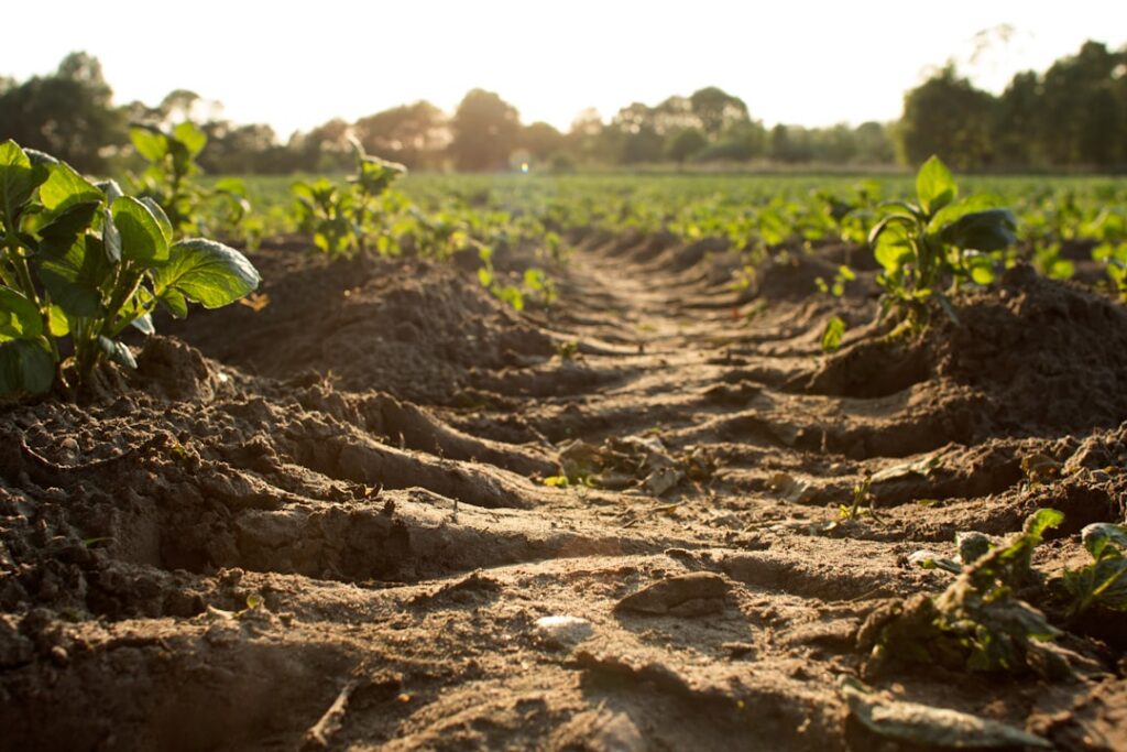 Forever Chemicals in Farm Soil: My Quest for Safer Produce remove forever chemicals