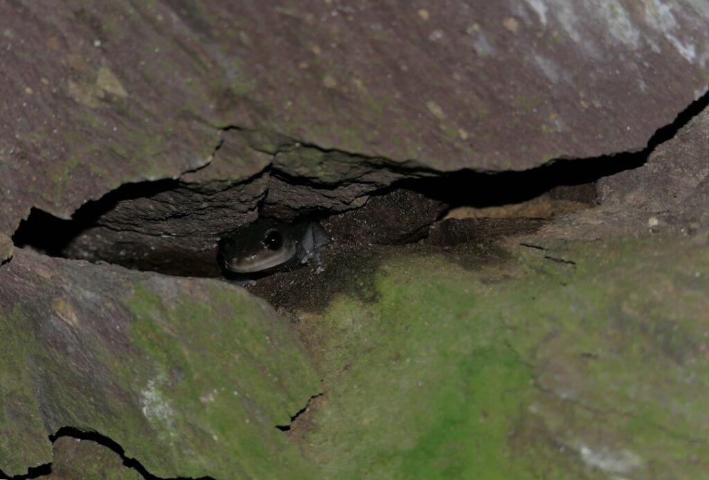 Uncovering Hidden Secrets of Ancient Salamanders giant salamander species